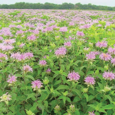 Wild Bergamot, Monarda Seeds - Packet image number null