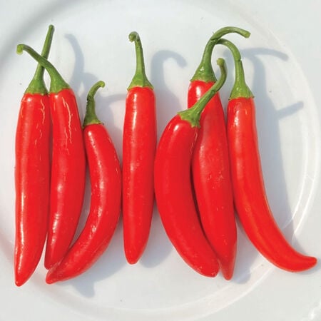 Serrano, Pepper Seeds - Packet image number null