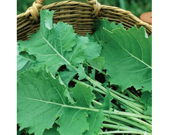 Premier, Kale Seed image number null