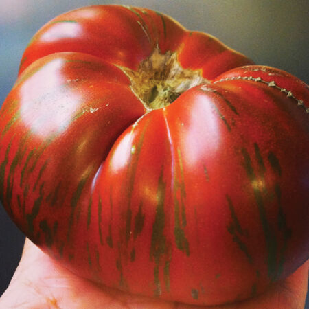 Chocolate Stripes, Tomato Seeds - Packet image number null