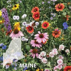 Maine Blend, Wildflower Seed