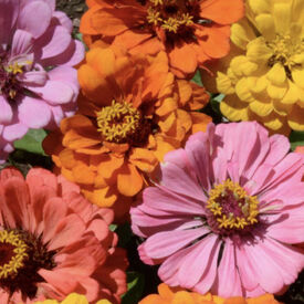 Peach Cobbler, Zinnia Seeds