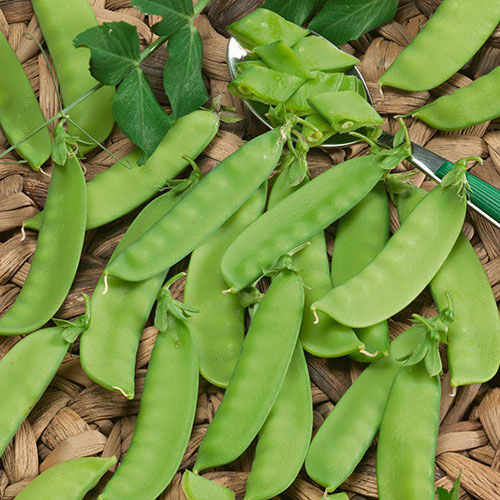 Everwilde Farms Mylar Seed Packet 1 Lb Mammoth Melting Sugar Pod Pea Seeds 