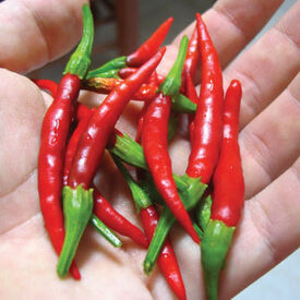 Chile de Arbol, Pepper Seeds