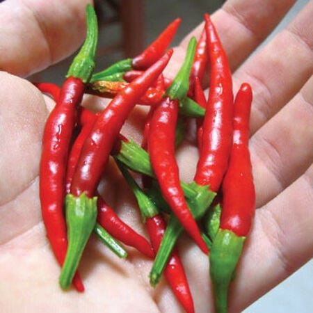 Chile de Arbol, Pepper Seeds - Packet image number null
