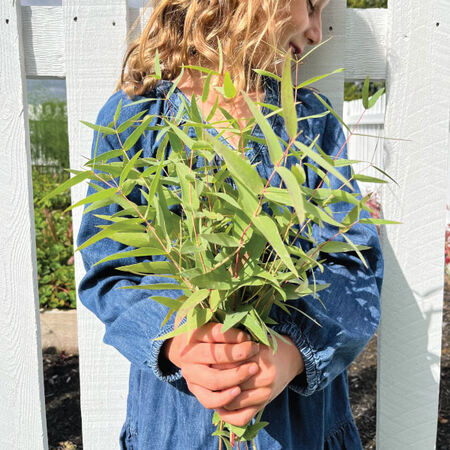 Eucalyptus 'Lemon Bush