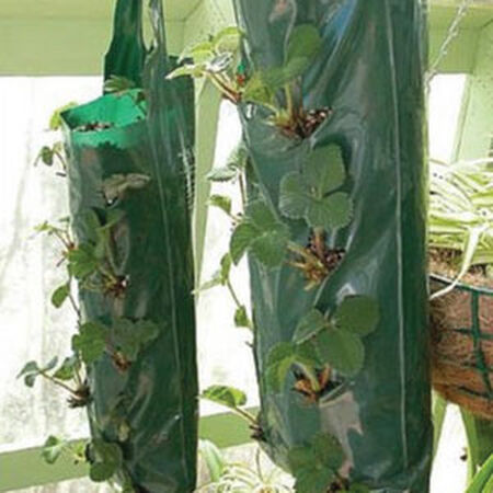 Portable Gardening with Grow Bags - Carolina Country