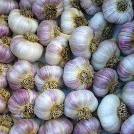 Siberian, Garlic Bulbs