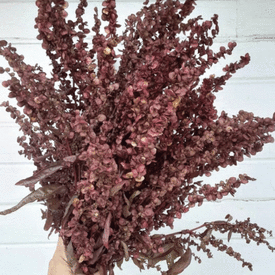 Copper Plume, Organic Atriplex Seeds