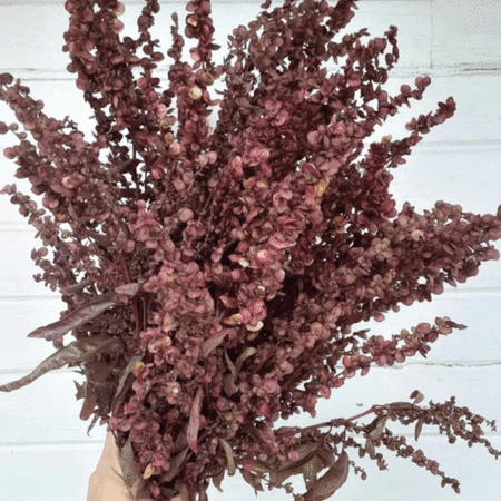 Copper Plume, Organic Atriplex Seeds - Packet image number null