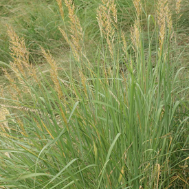 Indiangrass, Grass Seed