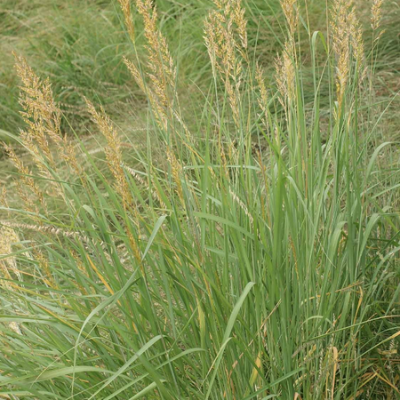 Indiangrass, Grass Seed - 1 Pound image number null