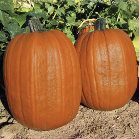 Early Giant, (F1) Pumpkin Seeds image number null