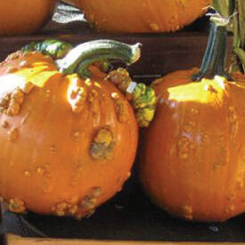 Knuckle Head, (F1) Pumpkin Seeds