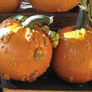 Knuckle Head, Pumpkin Seeds - Packet thumbnail number null