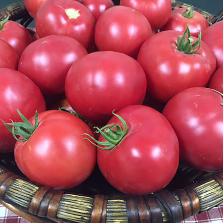 Mountain Rouge, (F1) Tomato Seeds - Packet image number null