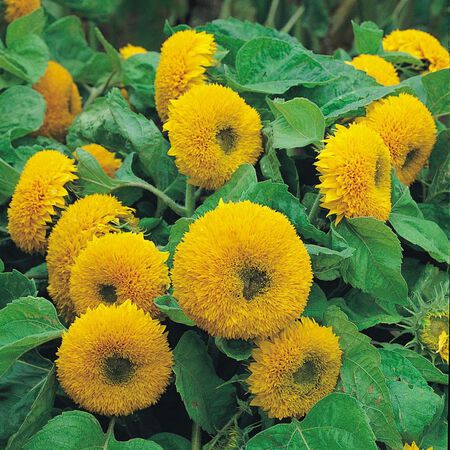 Teddy Bear, Sunflower Seeds - 50 Seeds image number null