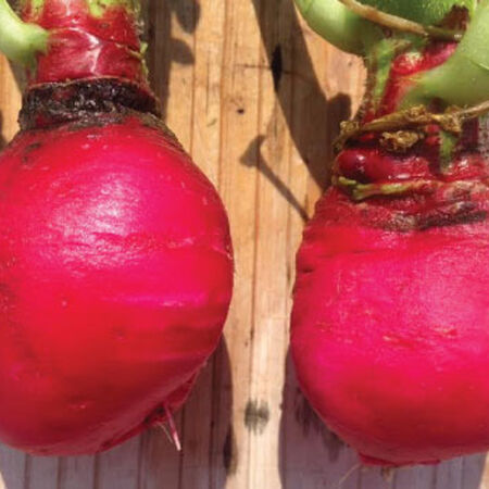 Early Scarlet Globe, Radish Seeds - Packet image number null