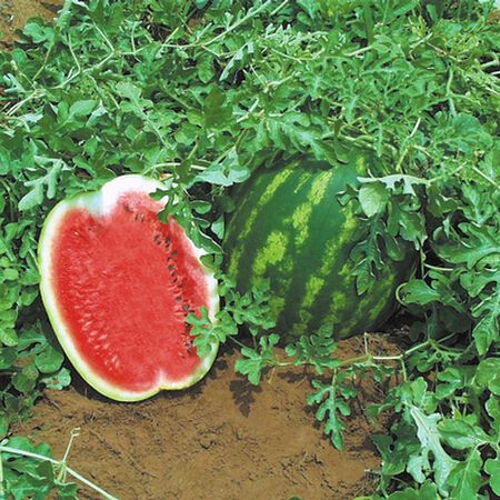 Top Gun, Watermelon Seeds - Packet image number null