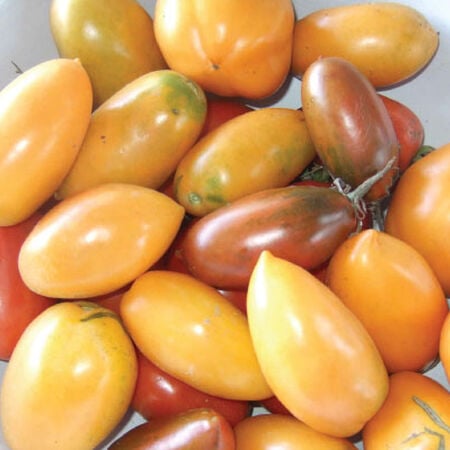 Orange Banana, Tomato Seeds - Packet image number null