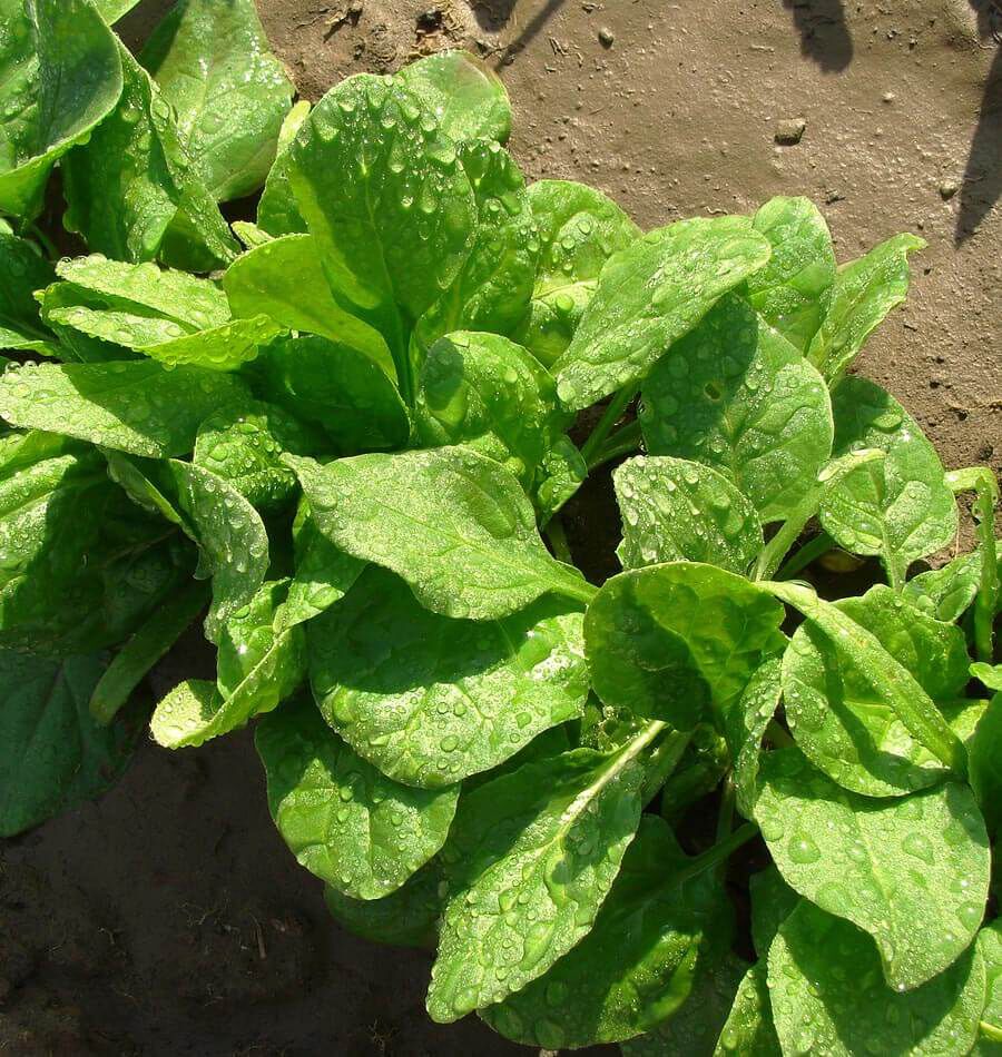 7 Spinach Seeds Early No 50 SEEDS NON-GMO