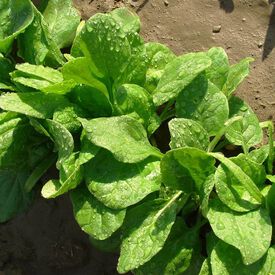 Viroflay, Spinach Seeds