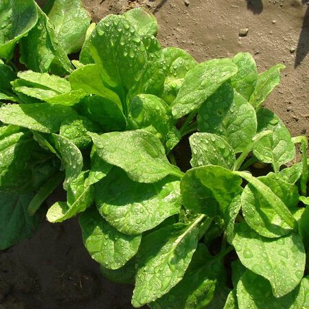 Viroflay, Spinach Seeds - Packet image number null