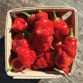 Dragon's Breath, Pepper Seeds