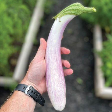 Bride, Eggplant Seeds - Packet image number null