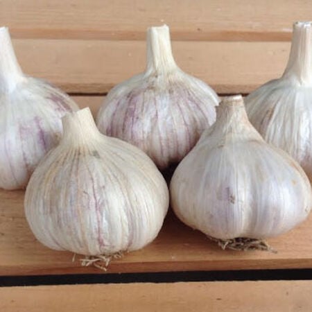 Italian Red, Garlic Bulbs - 1/4 Pound image number null