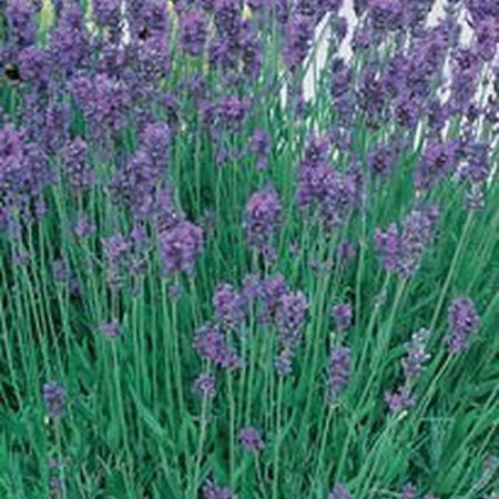 Munstead, Lavender Seeds - Packet image number null