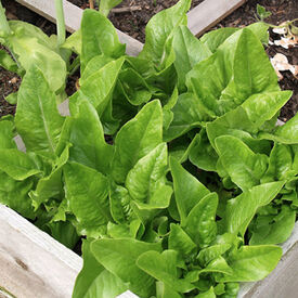 Deer Tongue, Lettuce Seeds