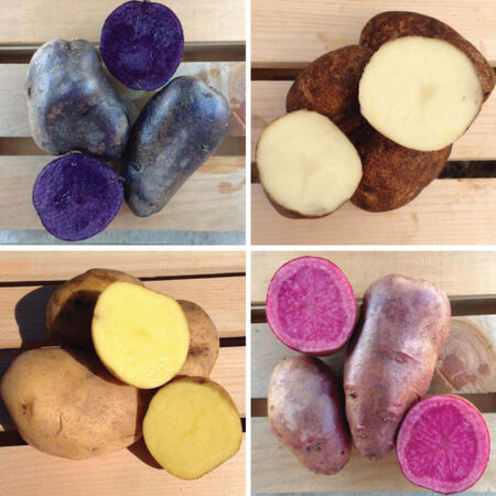 Color Mix, Seed Potatoes image number null