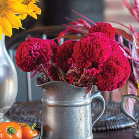 Chief Carmine, Celosia Seeds