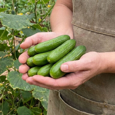 Mini-Me, (F1) Cucumber Seeds - Packet image number null