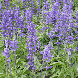 Victoria, Salvia Seeds