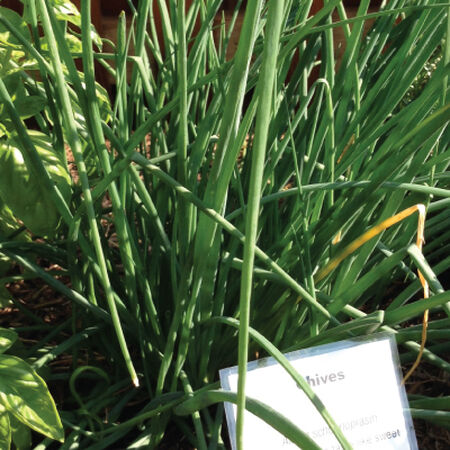 Chive Seeds - Packet image number null