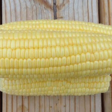 Bodacious, Corn Seed - Packet (1 oz.) image number null