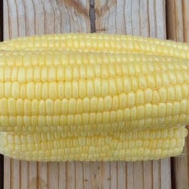Bodacious, (F1) Corn Seed