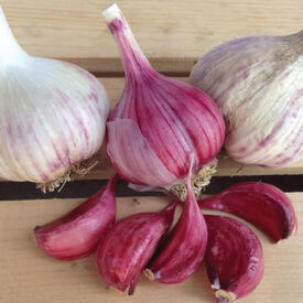 Spanish Roja, Garlic