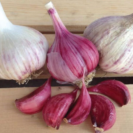 Spanish Roja, Garlic - 1/4 Pound image number null