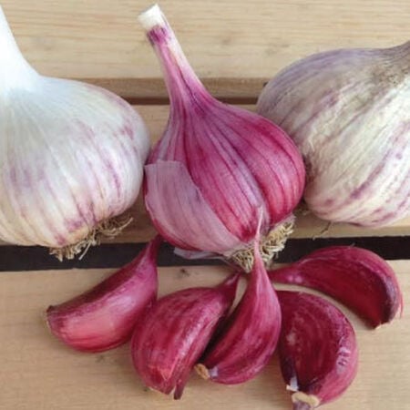 Spanish Roja, Garlic image number null
