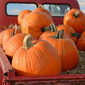 Big Max, Pumpkin Seeds