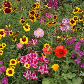 Western Pollinator Blend, Wildflower Seed