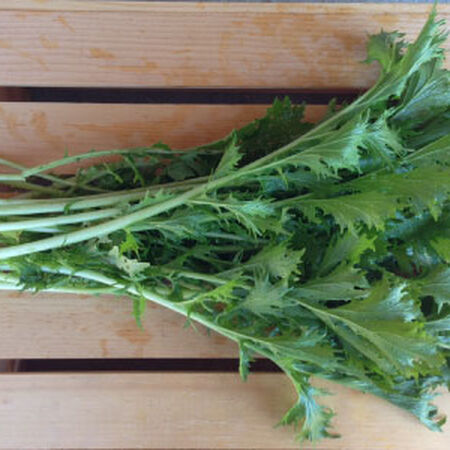 Mizuna Green Mustard Seed, Greens - Packet image number null