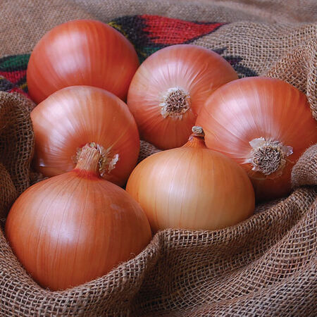 Avalon, Onion Seeds - Packet image number null