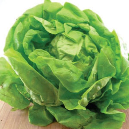 Bibb, Lettuce Seeds - Packet image number null