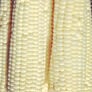 Silver King, Corn Seed - Packet (1 oz.) thumbnail number null
