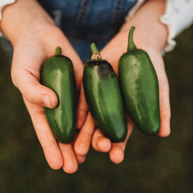 Craig's Grande Jalapeno, Pepper Seeds