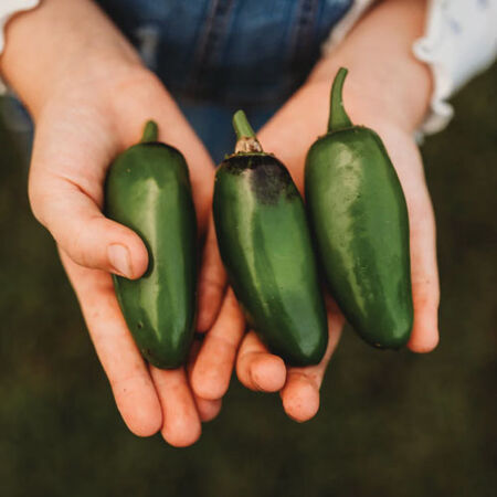 Craig's Grande Jalapeno, Pepper Seeds image number null